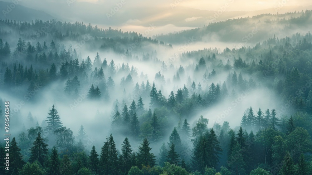 Amazing mystical rising fog forest trees landscape in black forest blackforest ( Schwarzwald ) Germany panorama banner