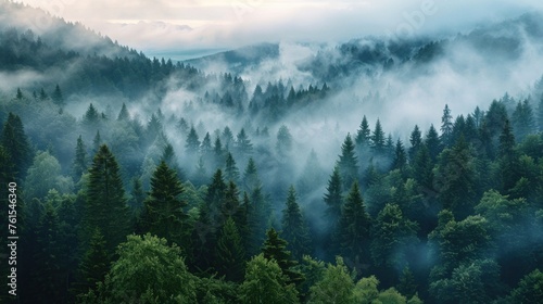 Amazing mystical rising fog forest trees landscape in black forest blackforest ( Schwarzwald ) Germany panorama banner #761546340