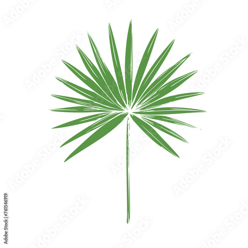 Tropical vector palm leaf illustration on isolated background. Beautiful botanical hand painted exotic element. For designers, spa decoration, postcards, wedding, greetings, wallpapers,