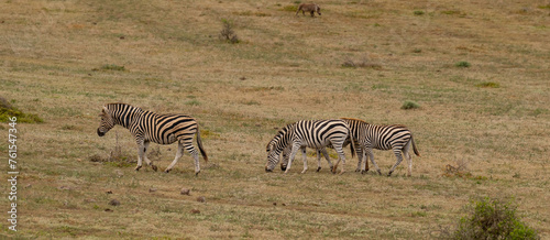 Zebras in der Wildnis und Savannenlandschaft von Afrika photo