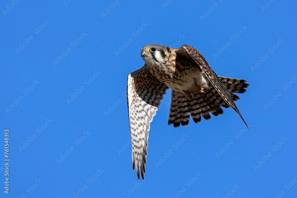 Fototapeta premium American Kestrel