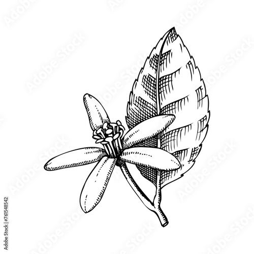 Vintage lime flower sketch. Citrus fruit blossom hand-drawn vector illustration. Exotic plant drawing in engraved style. Botanical design element. NOT AI-generated