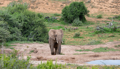 Elefant am Wasserloch in der Wildnis und Savannenlandschaft von Afrika photo