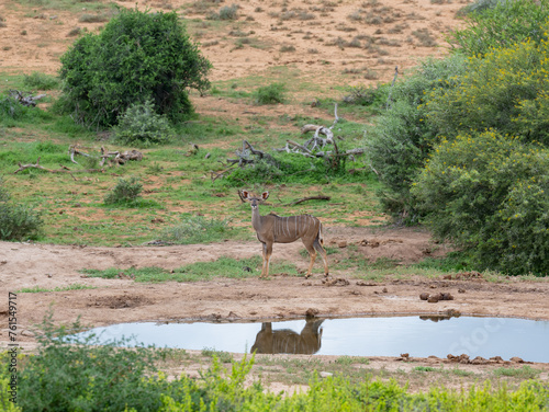 Nyala Antilope in der Wildnis und Savannenlandschaft von Afrika photo