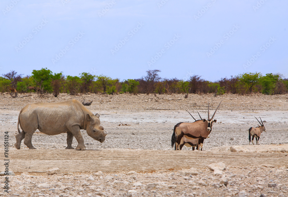 Oryx and Black Rhinoceros who has had his horn sawn off walking across the dry plains. The horn is cut todeter poachers from killing it. - obrazy, fototapety, plakaty 