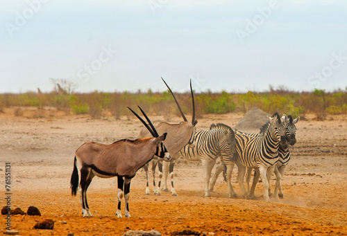 Zebras close to each other in the dust  while Oryx stand looking on