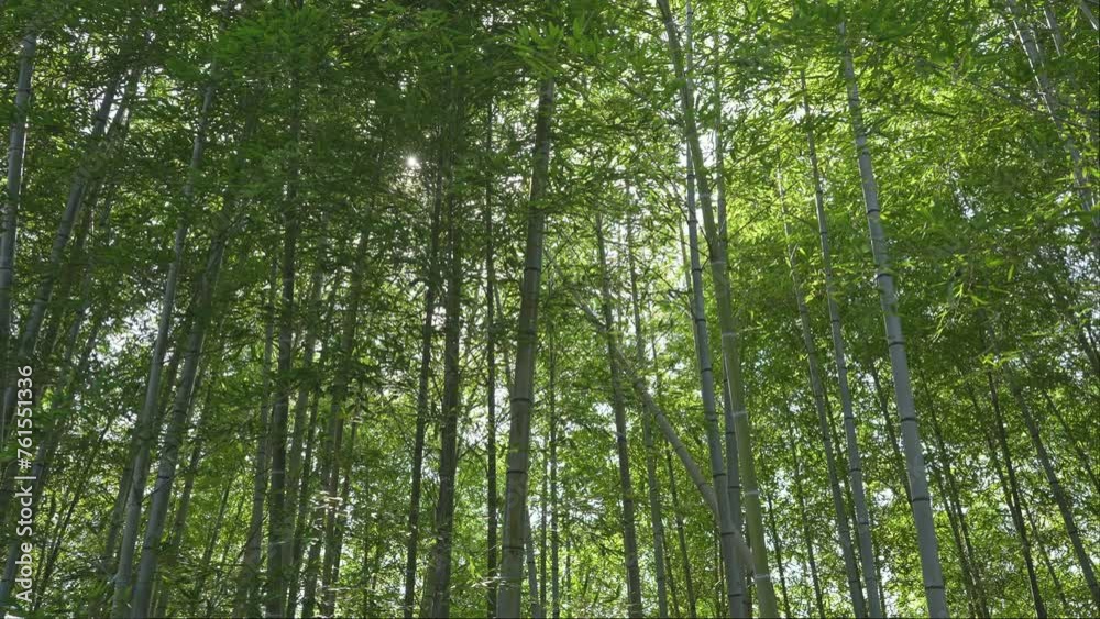 Leaves, bamboo trees and sunshine with green in nature, Japanese jungle or garden with lens flare. Environment, landscape in Japan with greenery
Leaves, bamboo trees and sunshine with green in nature, Japanese jungle or garden with lens flare. Environment, landscape in Japan with greenery