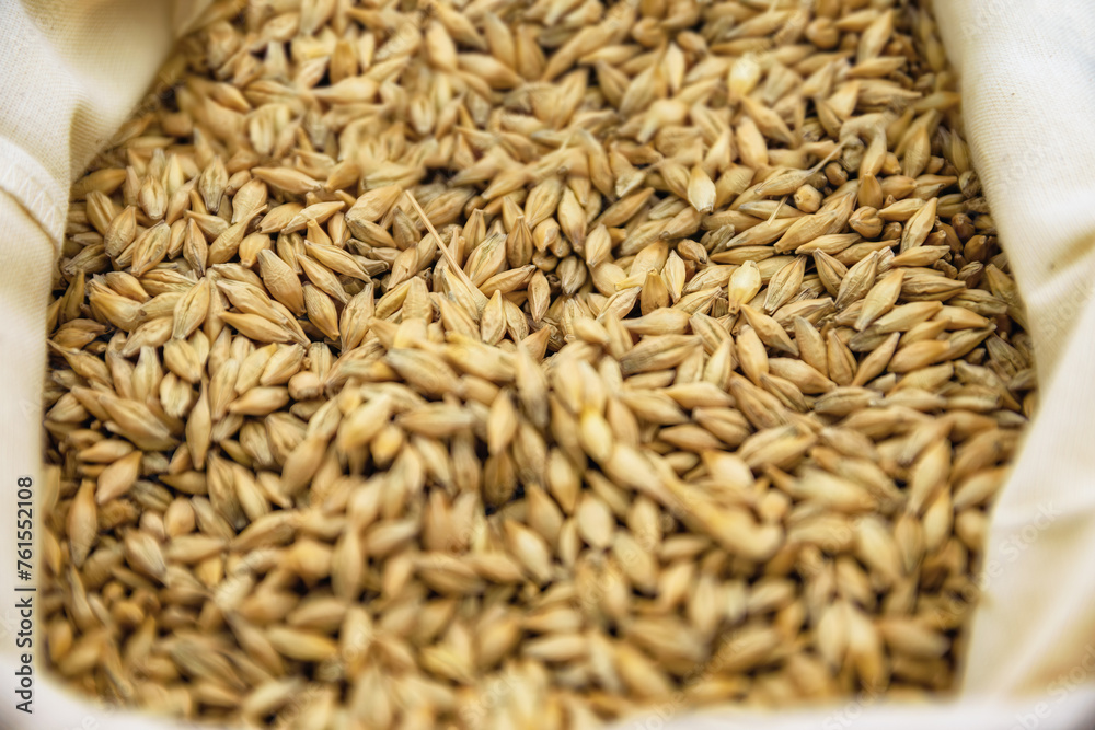Fototapeta premium Harvest and sale of agricultural produce. A close-up of plump organic beans in a sack