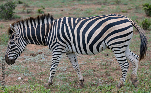 Zebra in der Wildnis und Savannenlandschaft von Afrika photo