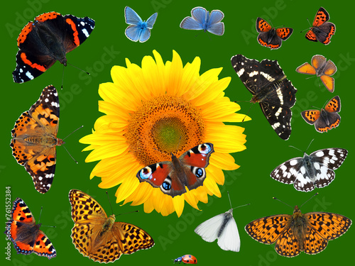 Verschiedene Schmetterlinge und eine Sonnenblume	
