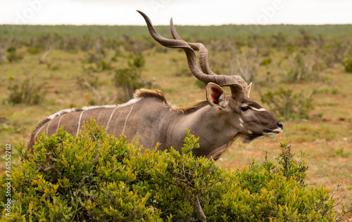 Großer Strepsiceros Kudu in der Wildnis und Savannenlandschaft von Afrika photo