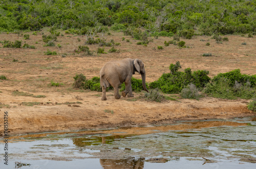 Elefant am Wasserloch in der Wildnis und Savannenlandschaft von Afrika