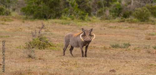 Warzenschwein in der Wildnis und Savannenlandschaft von Afrika