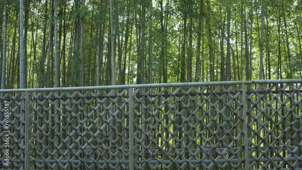 lush bamboo forest in springtime lush bamboo forest in springtime