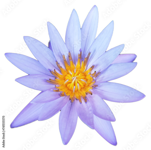 Isolated Blue Water Lily and Lotus Flower on White Background