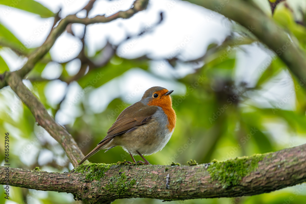 European Robin Red Breast (Erithacus rubecula) in National Botanic Gardens, Dublin, Ireland European Robin Red Breast (Erithacus rubecula) in National Botanic Gardens, Dublin, Ireland