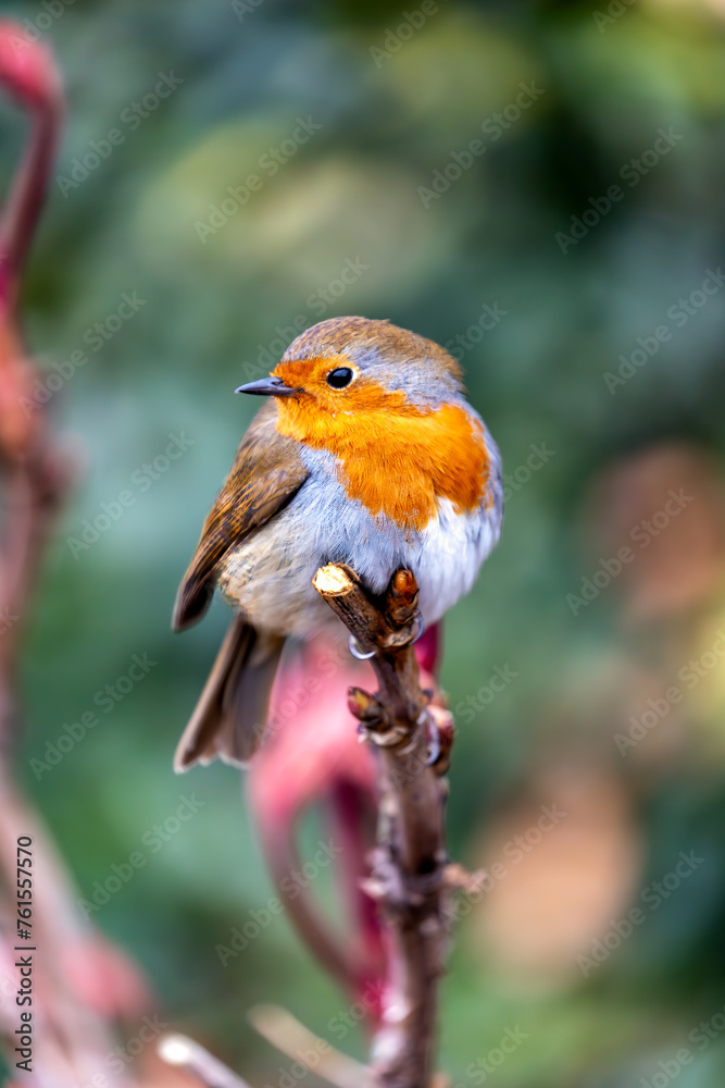 European Robin Red Breast (Erithacus rubecula) in National Botanic Gardens, Dublin, Ireland European Robin Red Breast (Erithacus rubecula) in National Botanic Gardens, Dublin, Ireland
