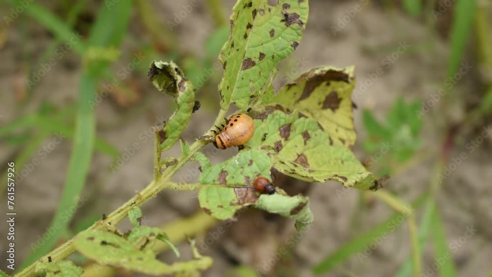 Colorado potato beetle larvae ate leaves from potato tops. Colorado potato beetle larvae ate leaves from potato tops.