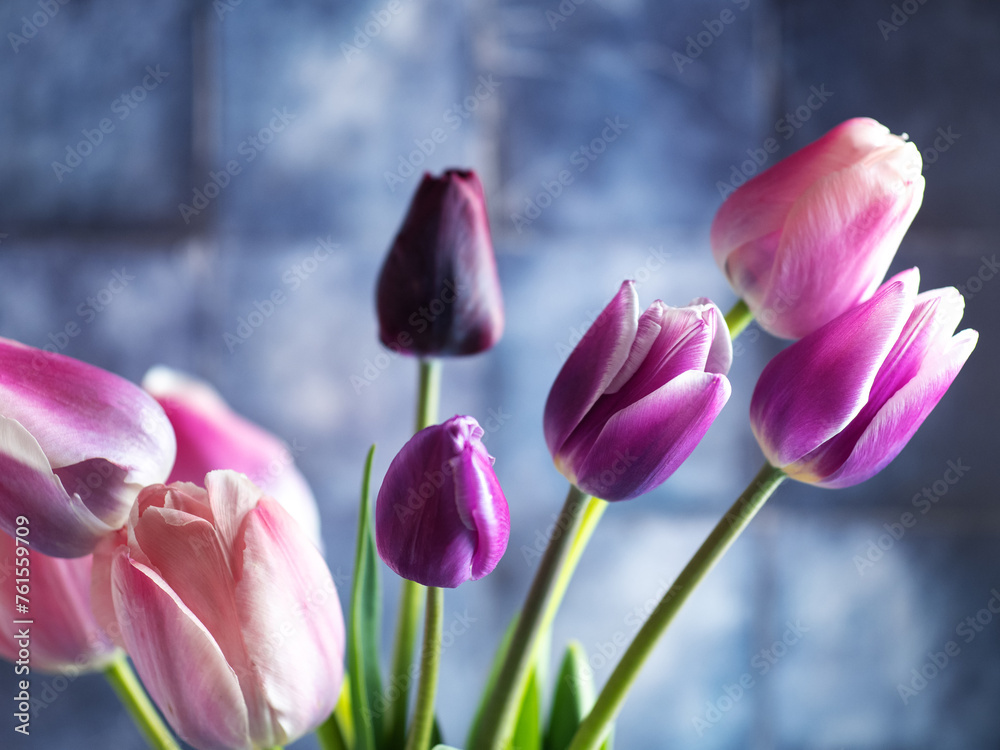 Fototapeta premium Bouquet of purple and pink tulips on a blue background