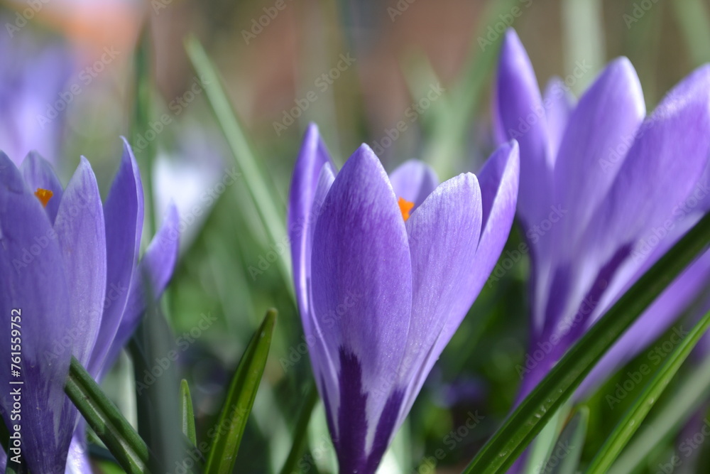 Nahaufnahme einer Krokusblüte auf dem Friedhof des Klosters in Husum an der Nordsee im Frühling Nahaufnahme einer Krokusblüte auf dem Friedhof des Klosters in Husum an der Nordsee im Frühling