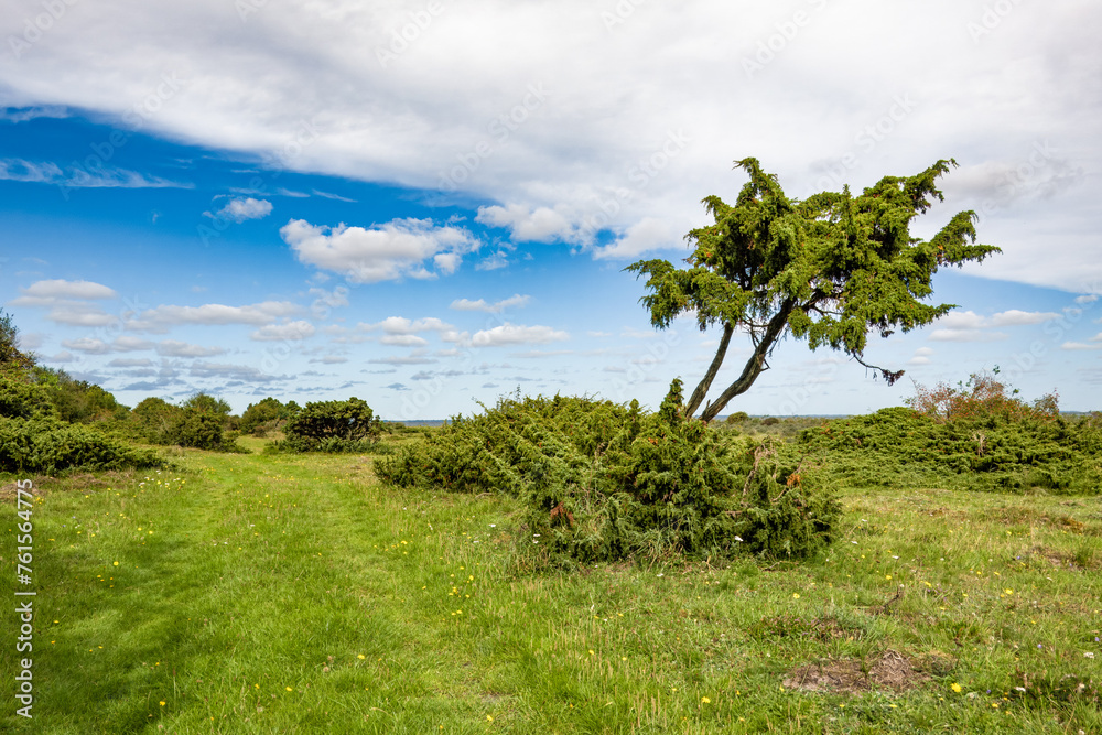 Juniper tree and shrubs on Livo island, Limfjord, Nordjylland, Denmark