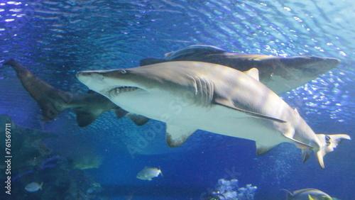 Shark in the deep blue water