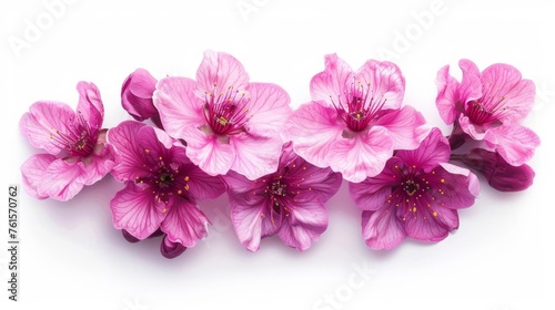 Beautiful isolated sakura flowers on white background  floral concept photo