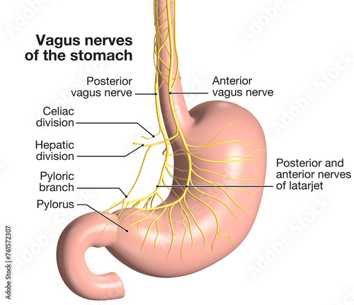 Stomach with vagus nerve, stomachache. 3D illustration. Labeled photo