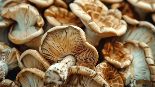 Culinary Texture, Edible mushrooms, Gourmet Ingredient Detail