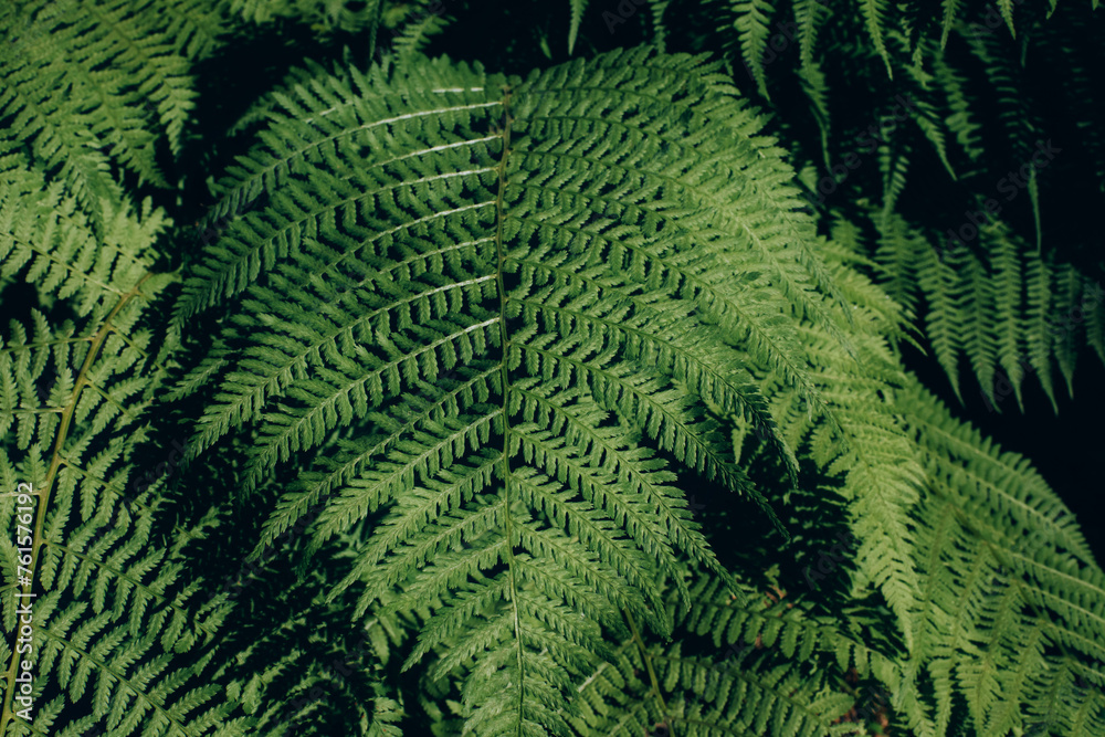 Leaves of green fresh forest fern close-up. Natural green background, top view, selective focus