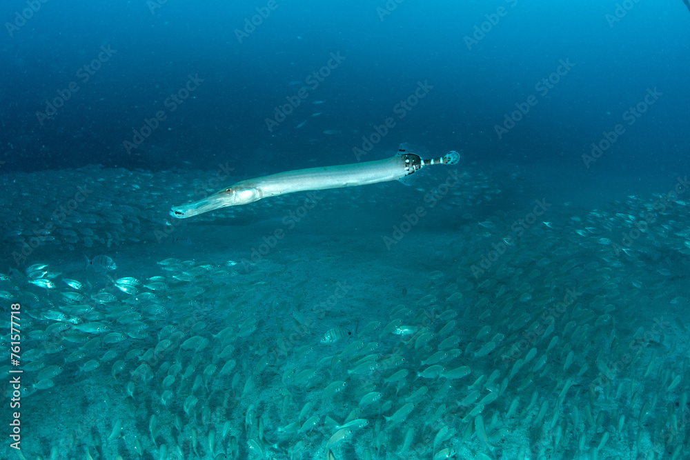 Fototapeta premium Trumpetfish (Aulostomus strigosus) in reef habitat, Tenerife, Spain