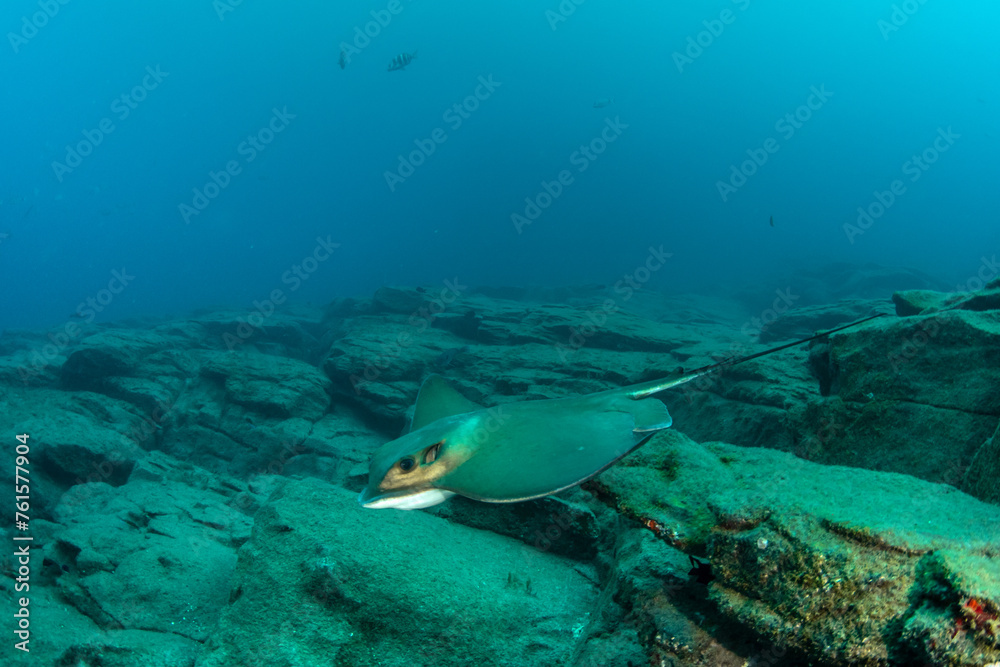 Fototapeta premium Common stingray (Dasyatis pastinaca) Tenerife, Canary Islands.