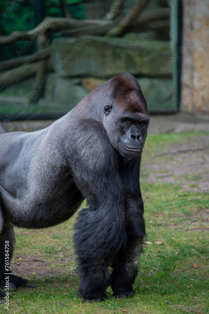 gorilla looking seriously at the camera