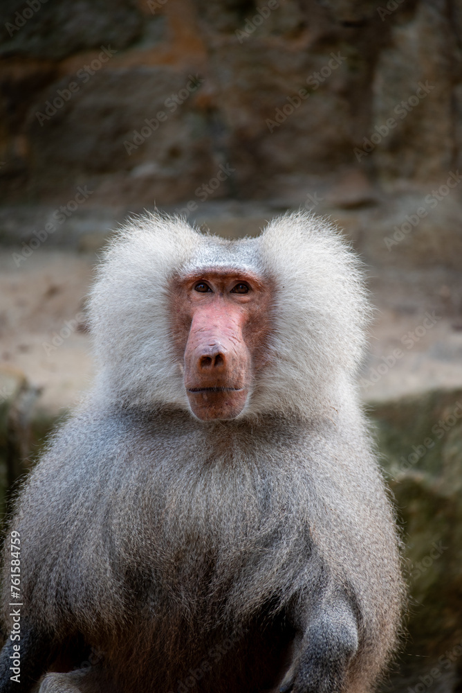 monkey staring at the camera monkey staring at the camera