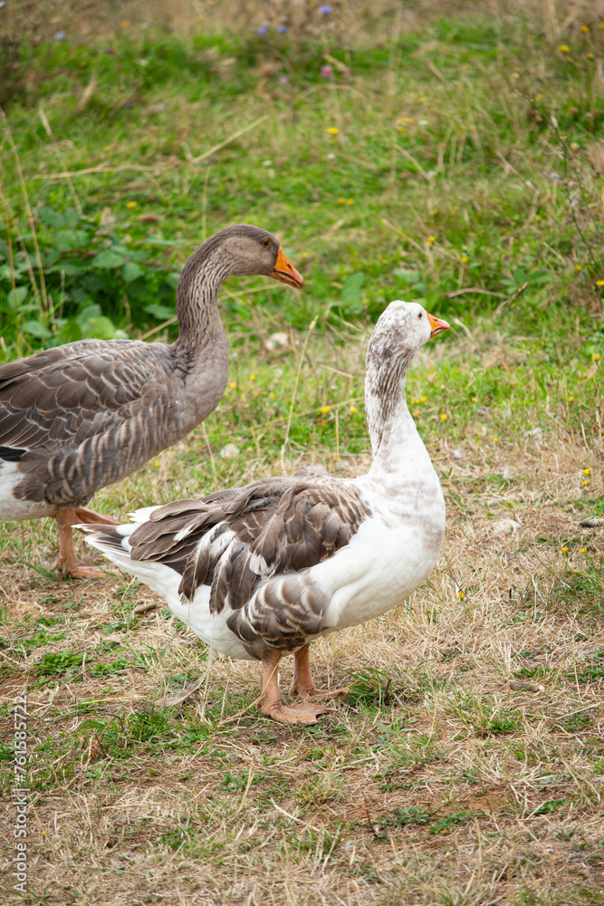 Closeup of a pair of domestic geese in a meadow. Geese on the grass, domestic bird Closeup of a pair of domestic geese in a meadow. Geese on the grass, domestic bird