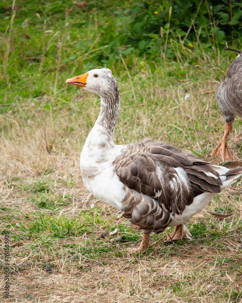 Closeup of goose on the grass, domestic bird Closeup of goose on the grass, domestic bird