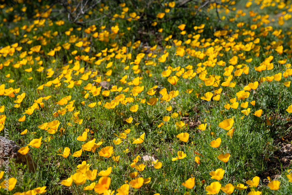 Poppies in bloom on the Yetman Trail - Tucson Mountain Park in Arizona