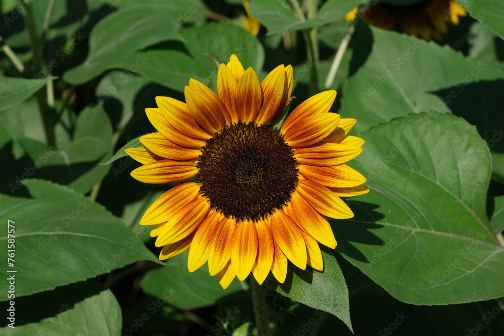 Sunflowers blooming in the park Sunflowers blooming in the park