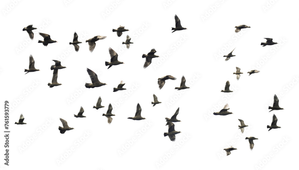 flock of birds flying isolated on transparent background cutout