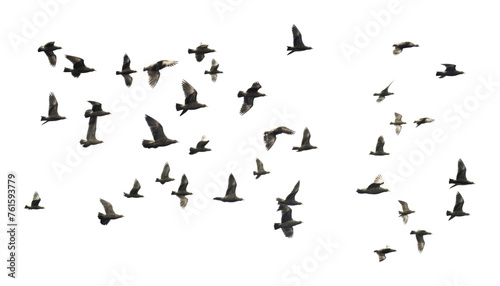 flock of birds flying isolated on transparent background cutout