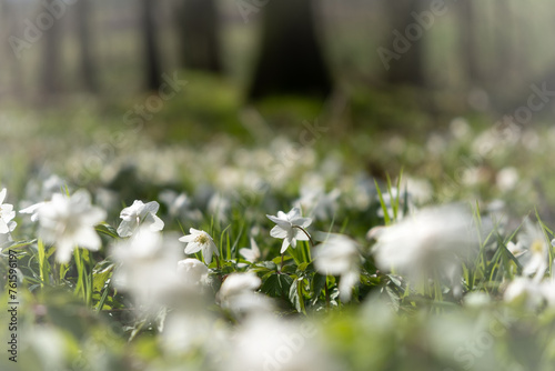 Frühlingserwachen - ein Meer weißer Buschwindröschen vor verschwommenen, weichen Wald - Hintergrund. Aufgenommen an einem Frühlingsmorgen im Eichsfeld (Thüringen).