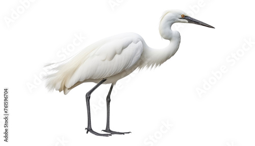 great white heron isolated on transparent background cutout