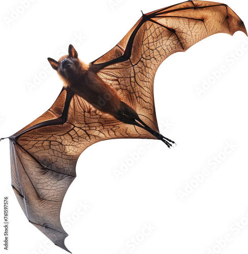 Flying fox bat, cut out transparent