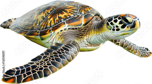 Hawksbill sea turtle gliding in water, cut out transparent