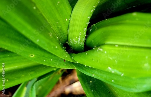 Aphids on day lily leaves