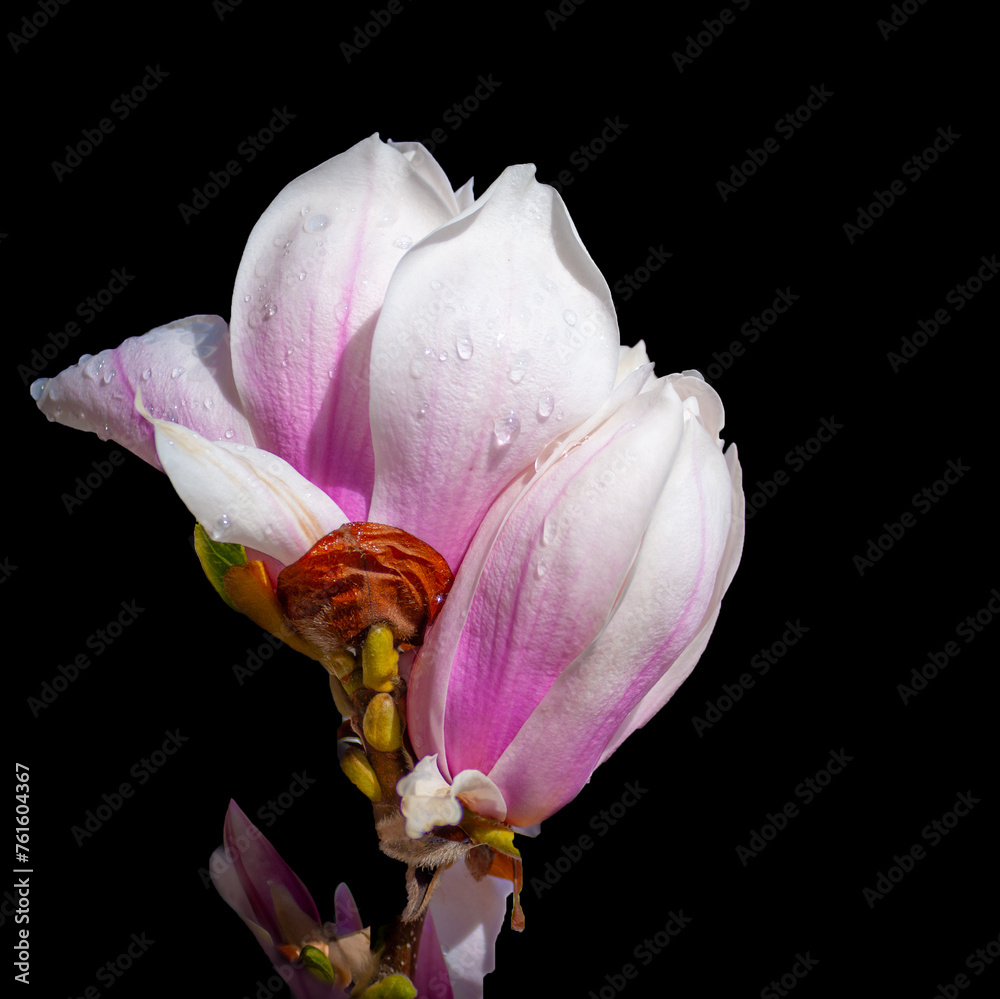white and purple magnolia with water drops,  on black background