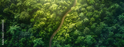 an aerial shot  revealing a dense Pacific forest with a solitary path meandering through it under full light.