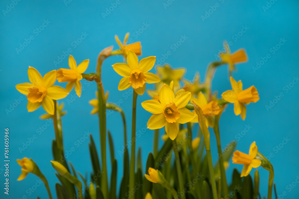 yellow daffodil flowers on a blue background. the symbol of the beginning of spring