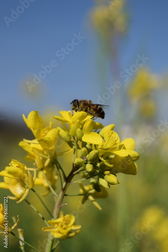 Mustard Plant flower Image © Prakash