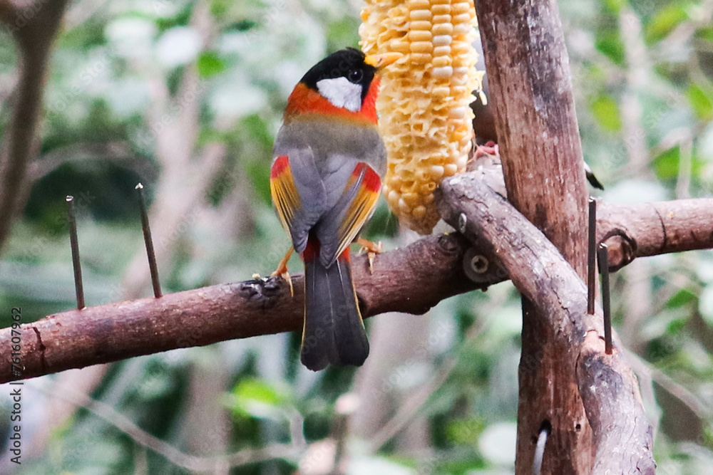 close up of grey and colourful Silver-eared Mesia birds or can be called Leiothrix argentauris eating corns on a branch